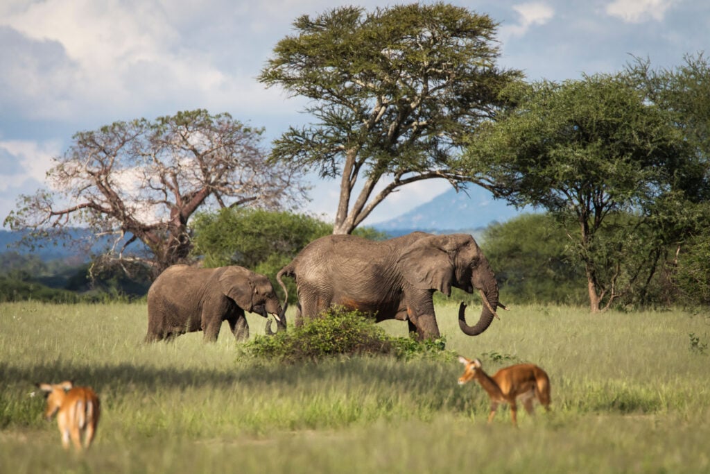 Éléphants dans le parc national de Tarangire