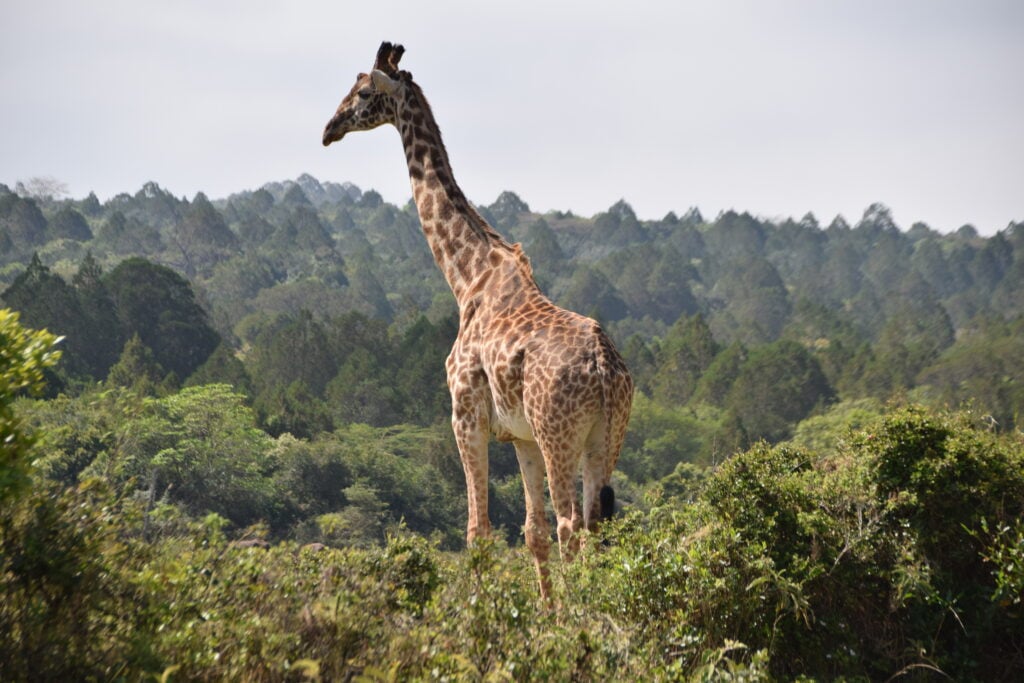 Girafe dans le Arusha National Park 