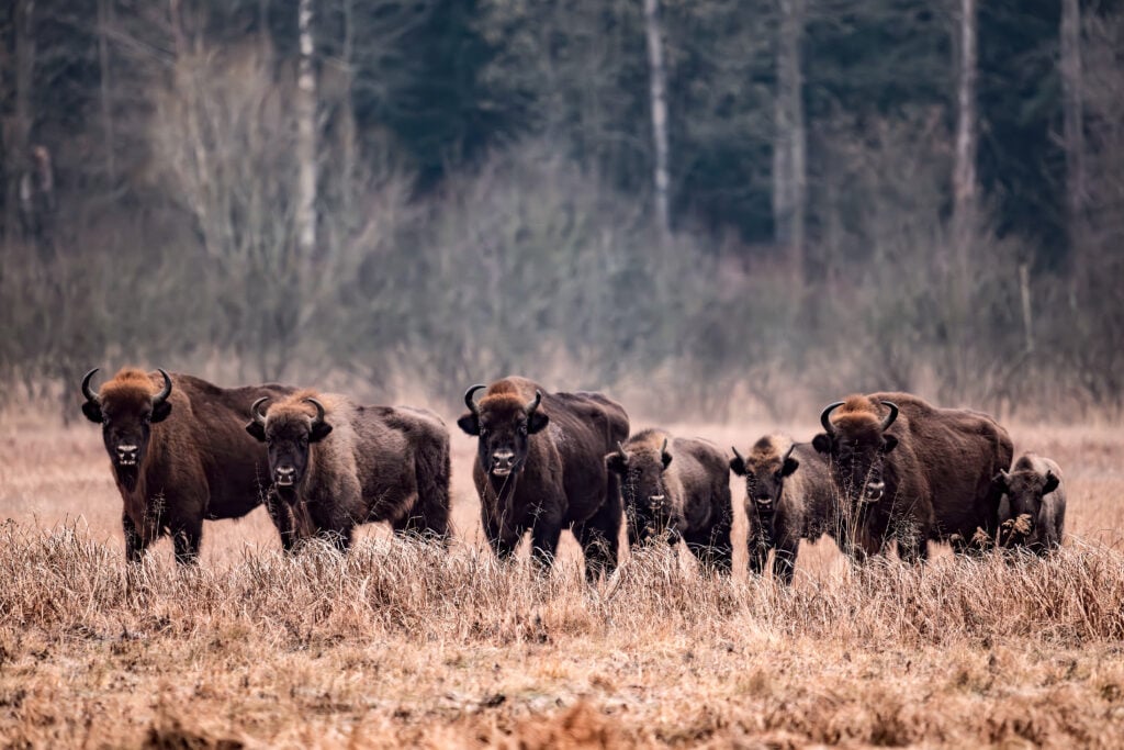 Bisons européens à Bialowieza