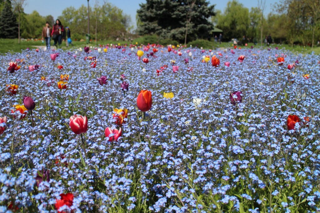 Parc Herăstrău à Bucarest