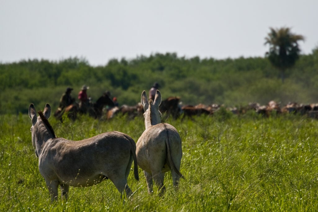 Parque Nacional Defensores del Chaco