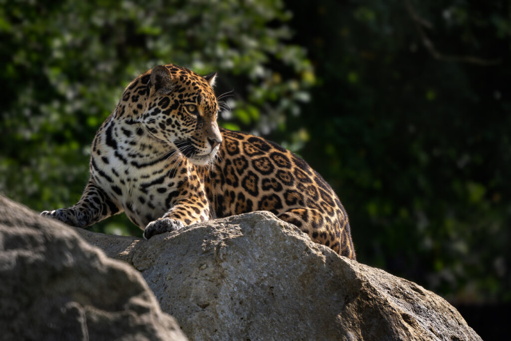 Jaguar - Reserva Natural del Bosque Mbaracayu