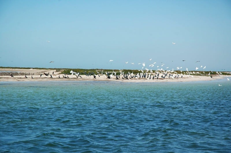 Le Parc National Du Banc D'Arguin