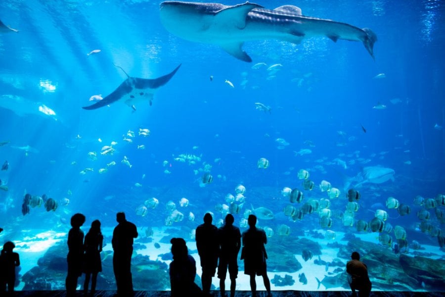 Top 15 des plus beaux aquariums en France en 2025