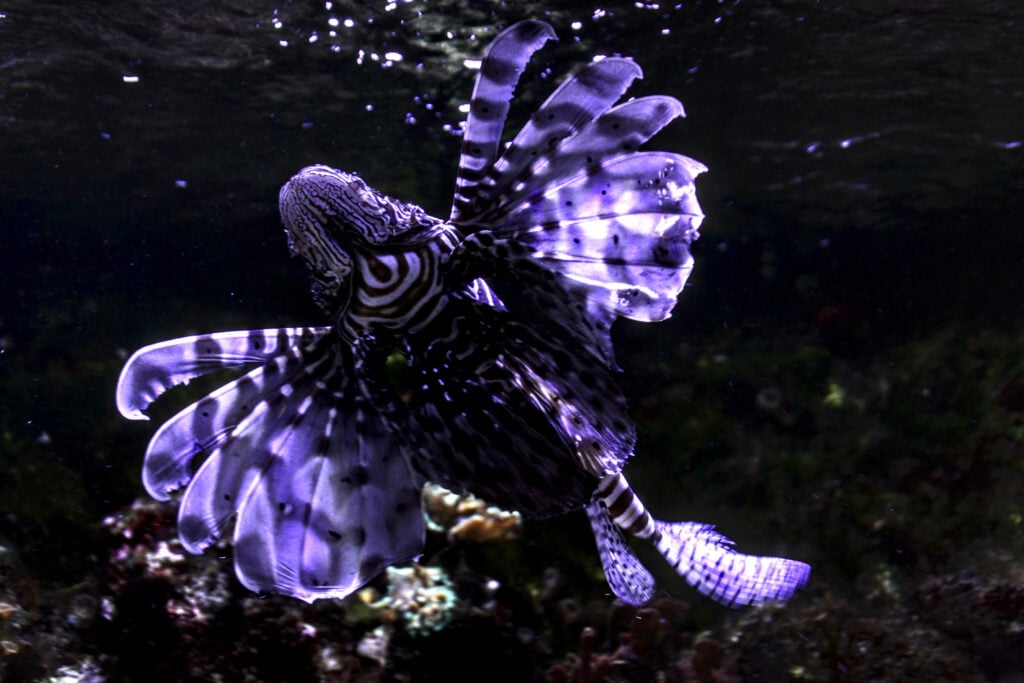 Poisson au Museum-Aquarium de Nancy, un des plus beaux aquariums de France