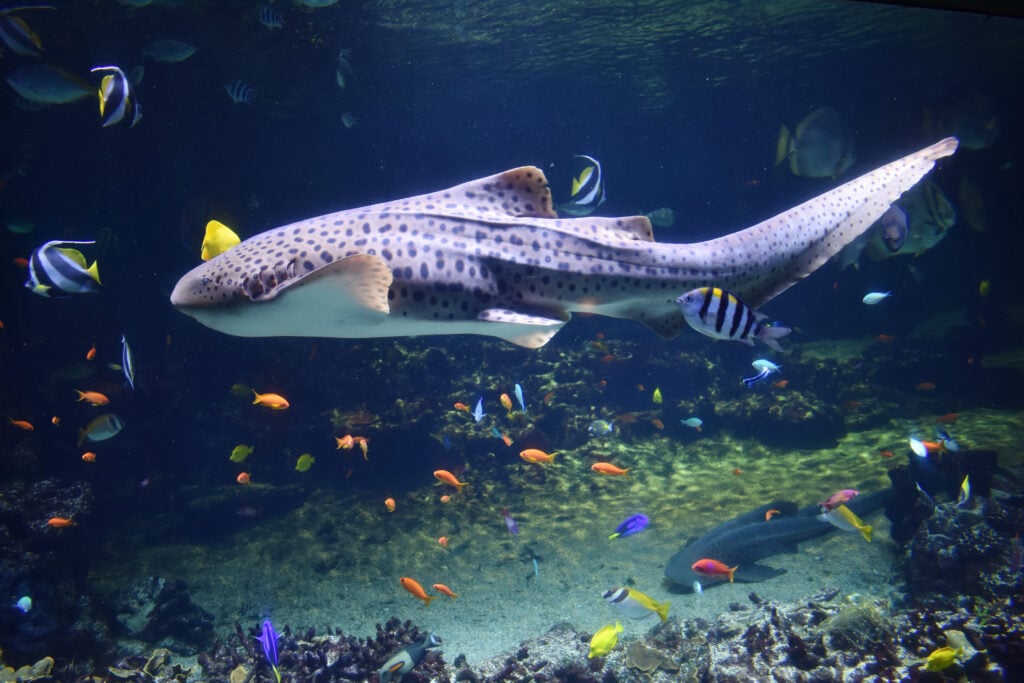 Requin zèbre à Nausicaà (Boulogne-sur-Mer) 