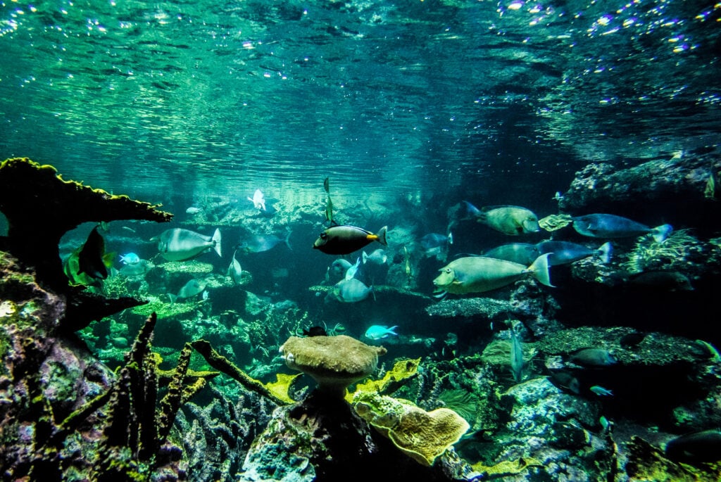 La cité de la mer à Cherbourg, un des plus beaux aquariums de France