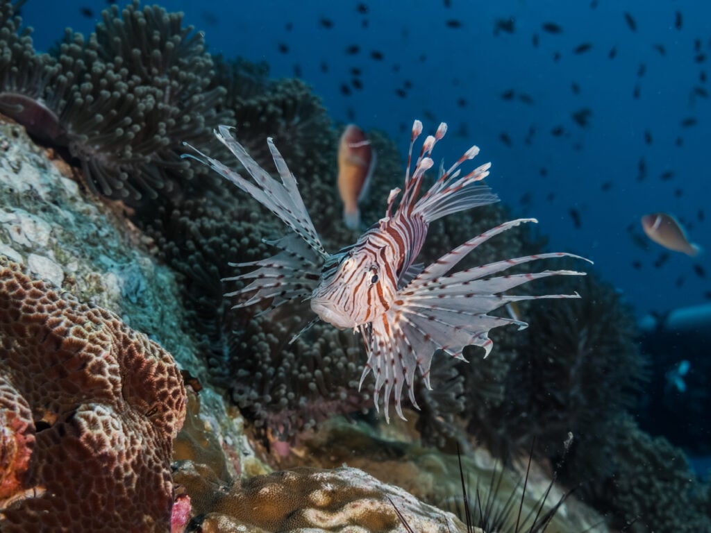 Poisson à l'aquarium de Lyon, un des plus beaux aquariums de France