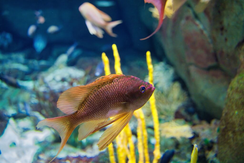 Poisson au Sea Life de Marne-La-Vallée, un des plus beaux aquariums de France