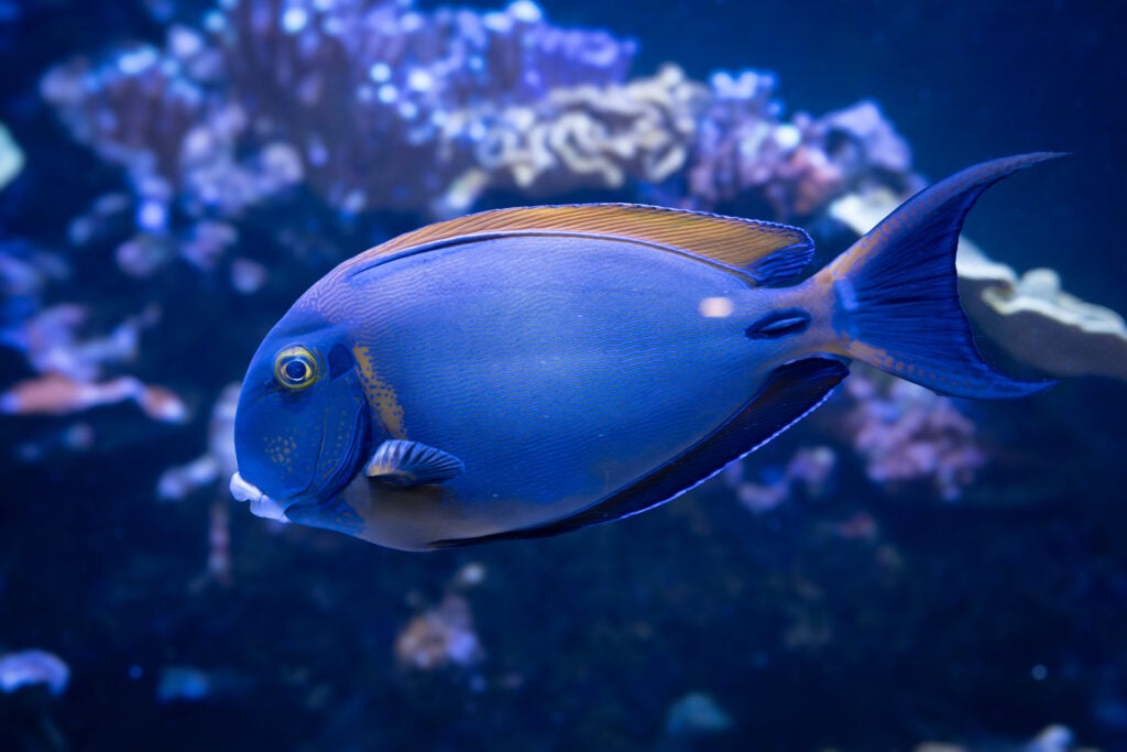 Poisson à l'aquarium Tropical de la Porte Dorée, un des plus beaux aquariums de France