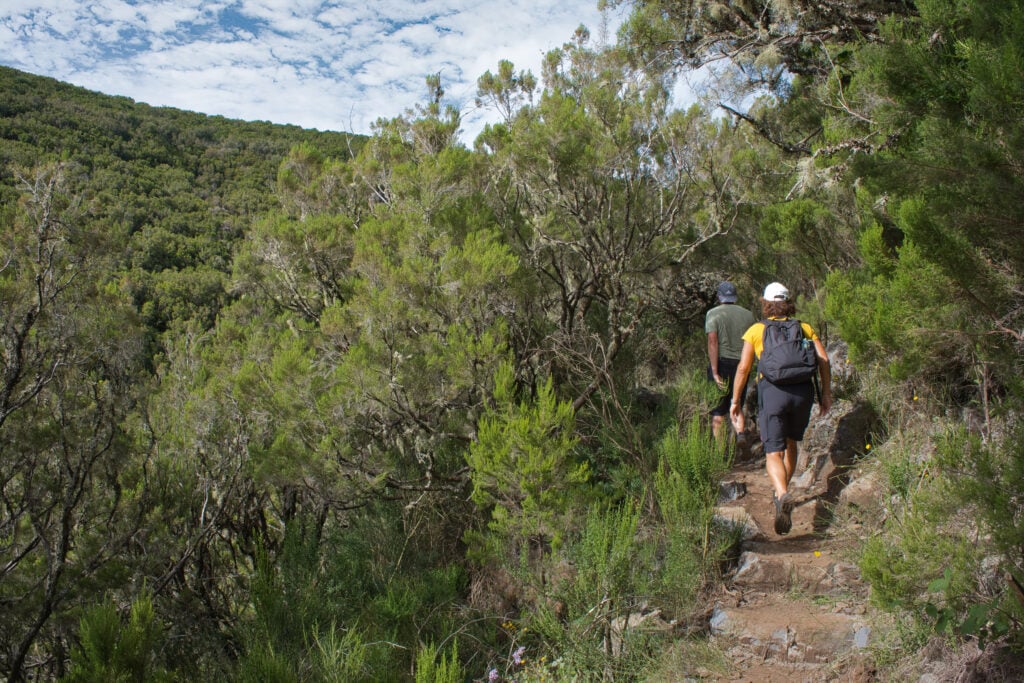 Randonnée à Levada de Alecrim - meilleures randonnées à Madère 