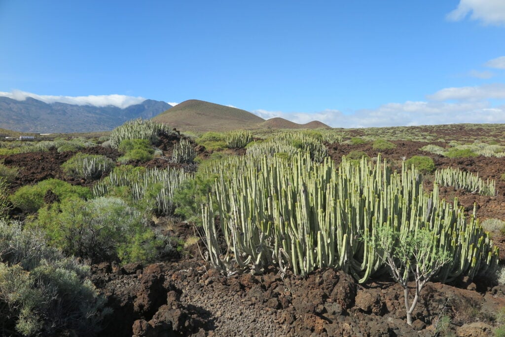 Malpais de Güimar