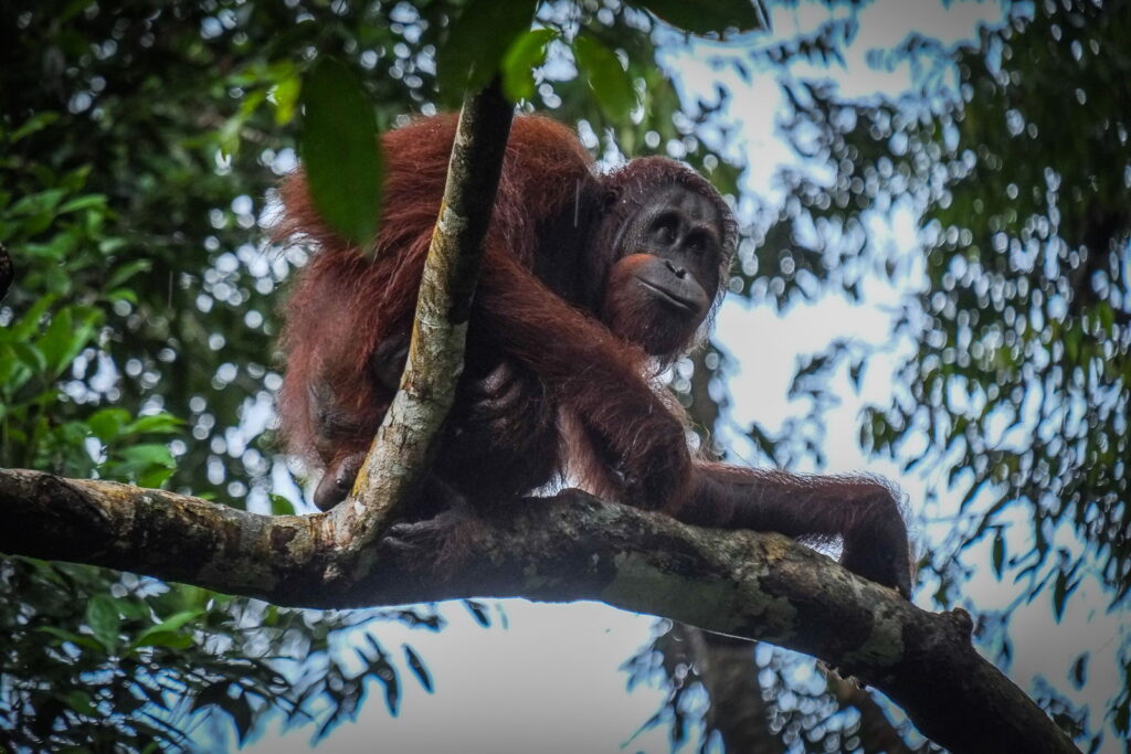 Orang-outan dans un arbre dans la réserve naturelle de Semenggoh