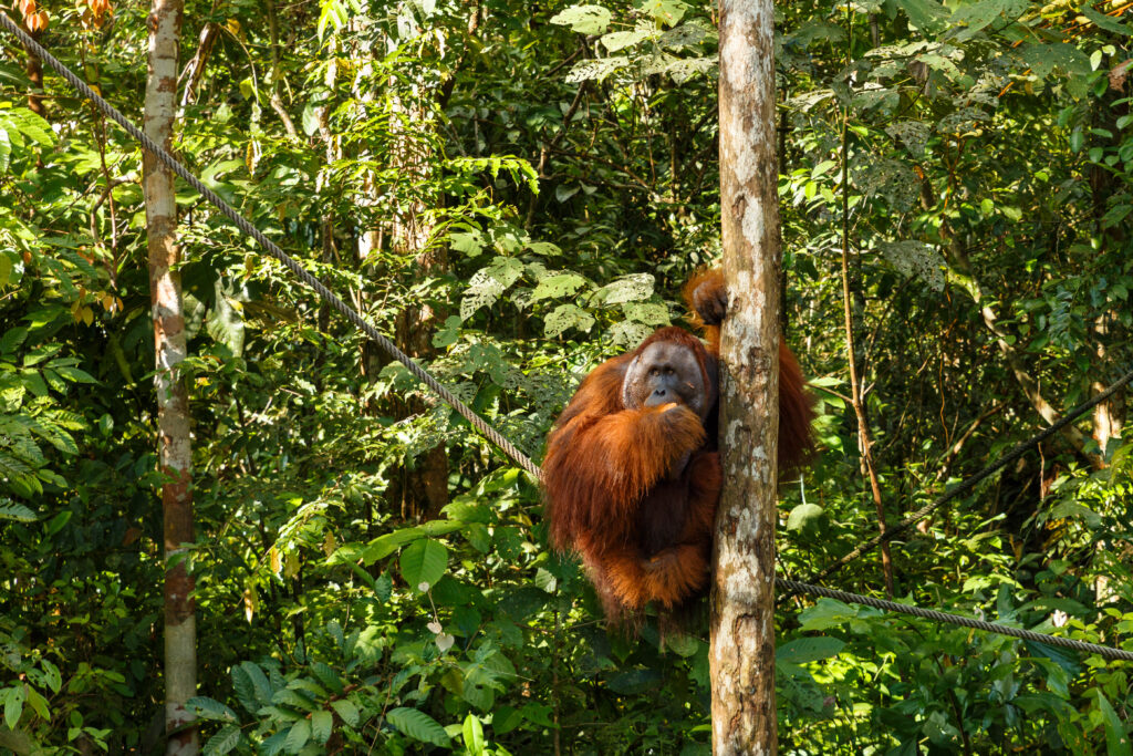 Où partir pour voir des orangs-outangs ? Au Semenggoh Wildlife Rehabilitation Center