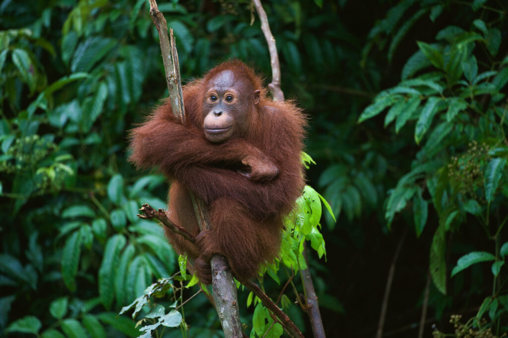 Où partir pour voir des orangs-outangs ? À Borneo