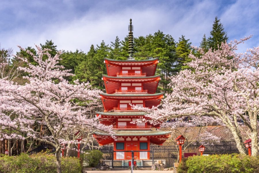 Où voir des cerisiers en fleur au Japon ? Les meilleurs endroits en 2025