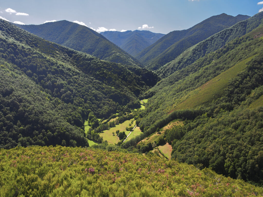 Forêt de Muniellos