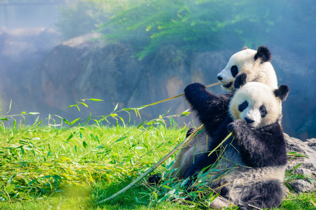 Pandas au Zoo de Beauval