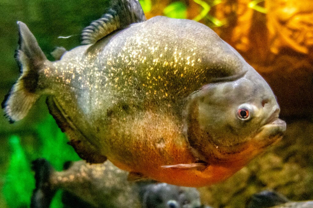 Poisson au Shark Reef Aquarium