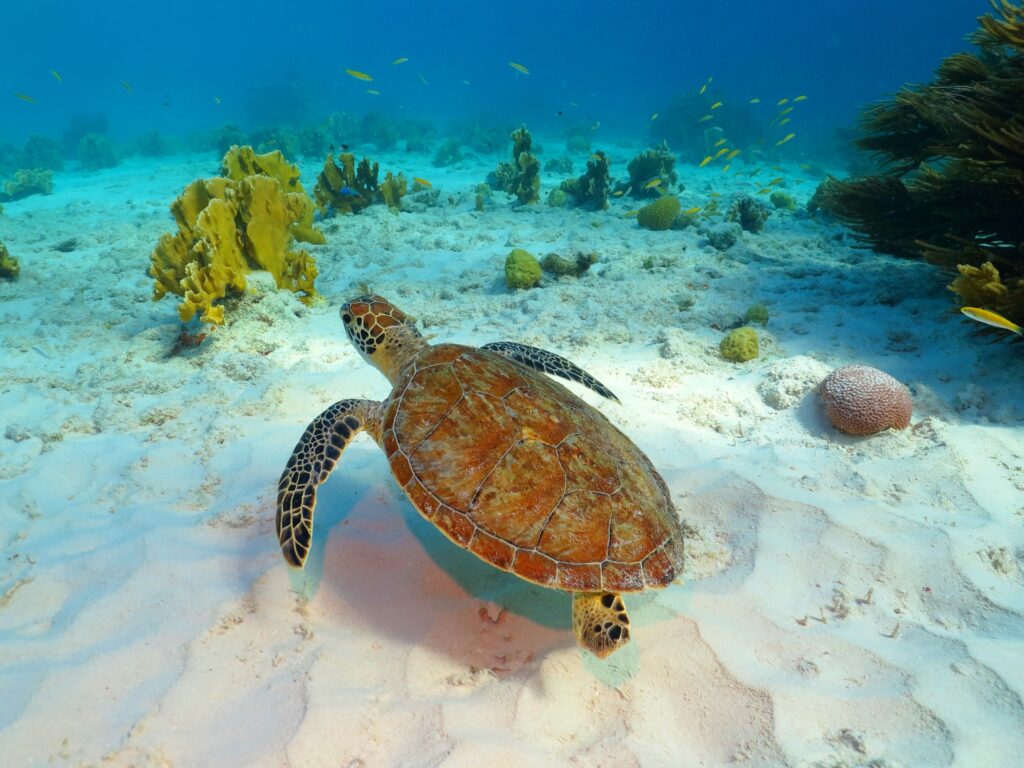 Tortue de mer