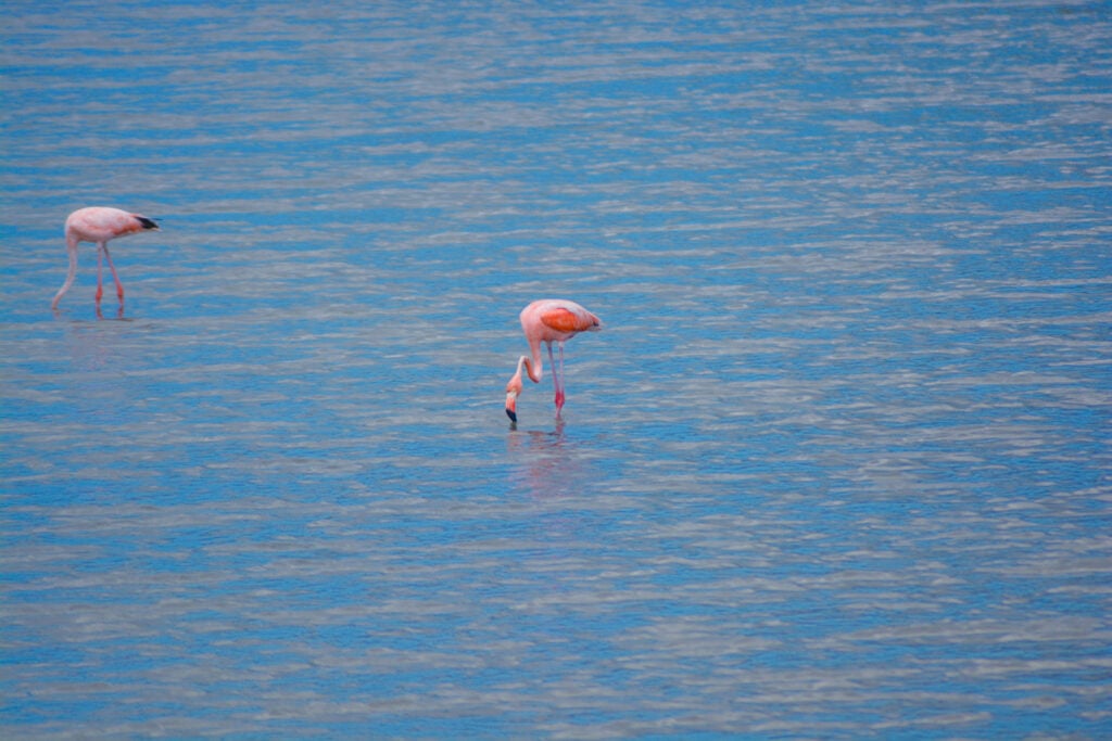 Flamants roses à Sint Willibrordus