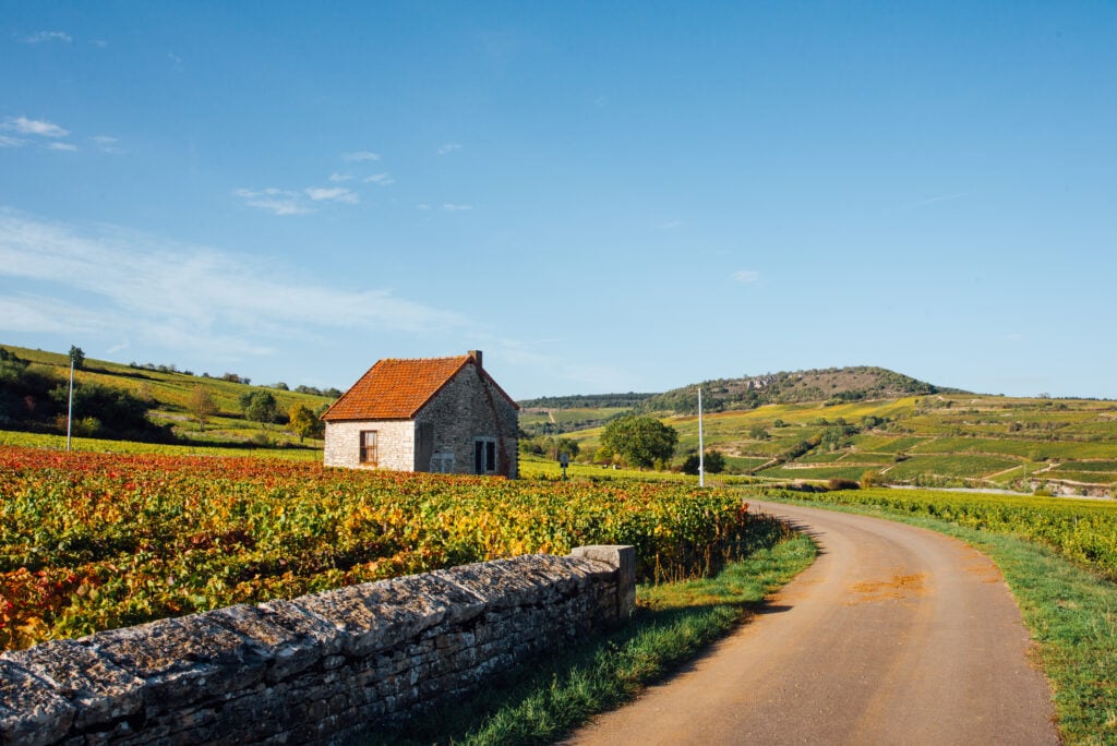 Un chemin dans le vignoble automnal