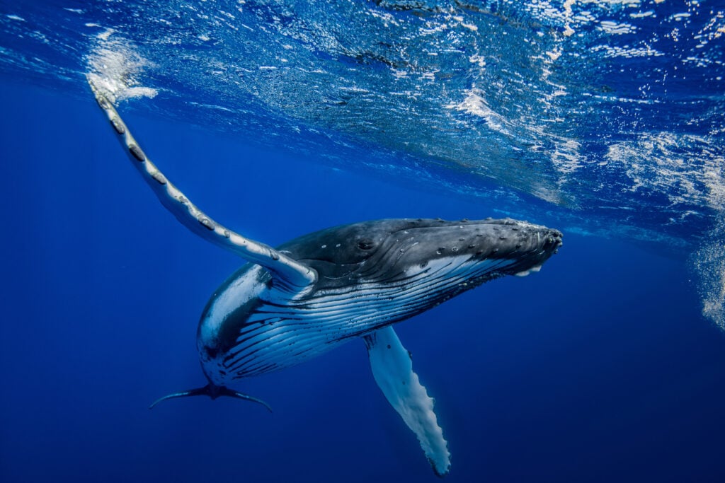 Baleine à bosse