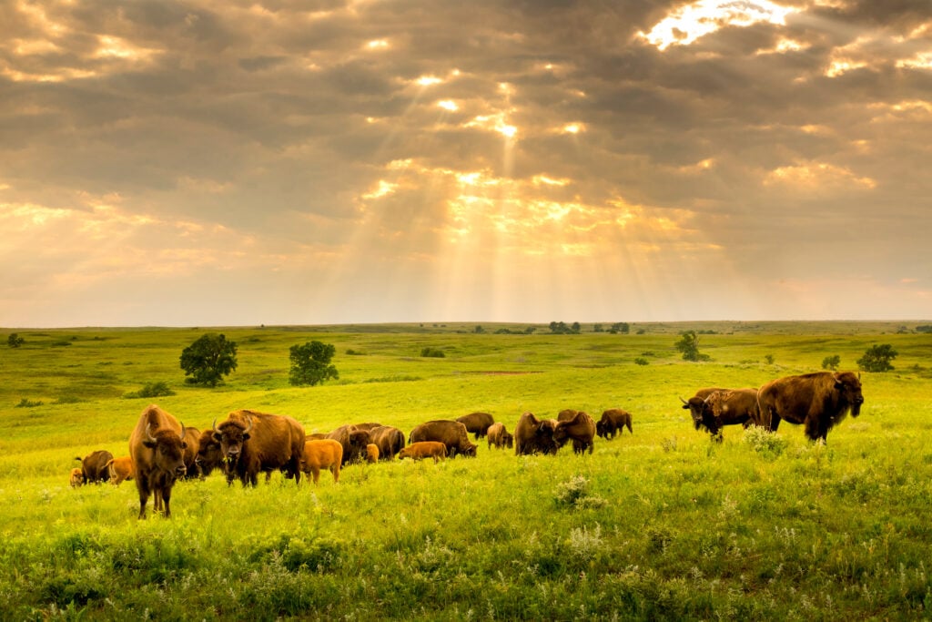 Bisons dans la Kansas Maxwell Prairie Preserve