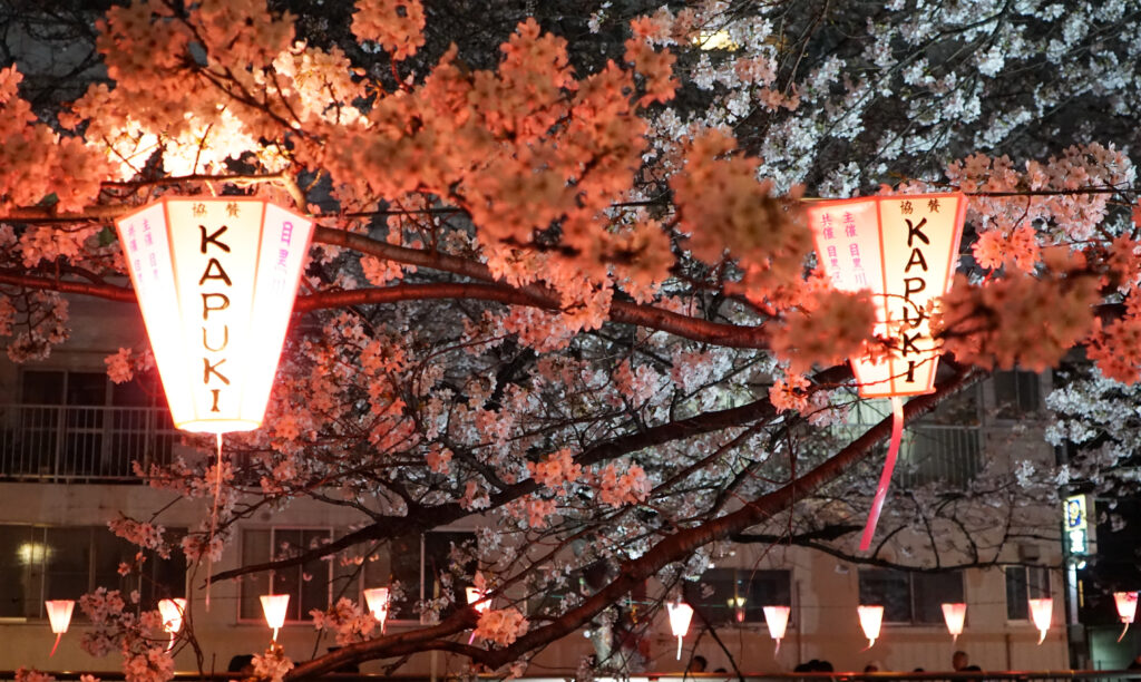 Où voir des cerisiers en fleur au Japon ? À Tokyo