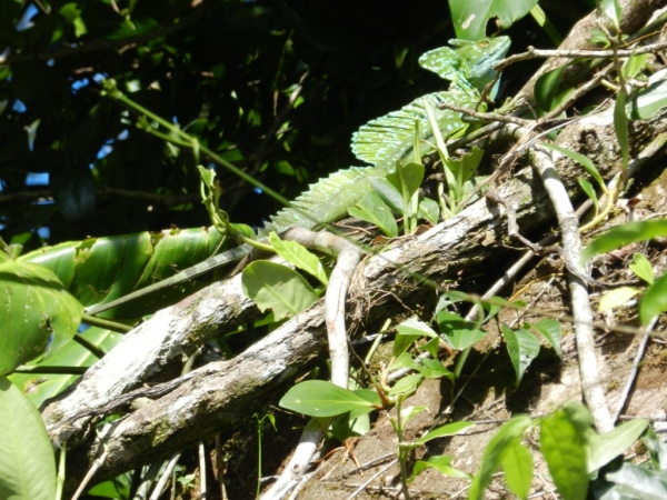 Lezard Qui Court Sur L Eau PARQUE NACIONAL TORTUGUERO - Parc - Jardin - Tortuguero