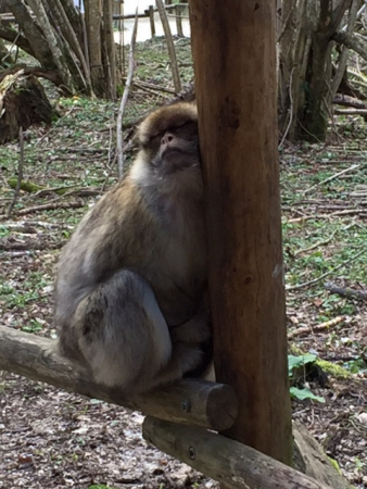 Terre De Singes Parc Animalier Et Ferme Lumigny Nesles