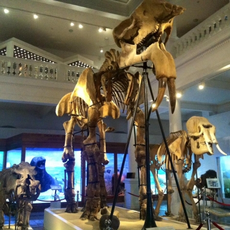 Musée d’histoire naturelle datant