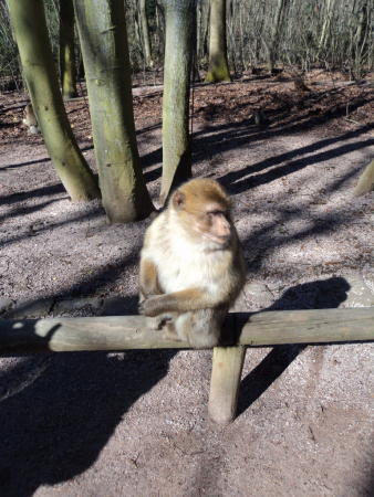 La Montagne Des Singes Parc Animalier Et Ferme Kintzheim