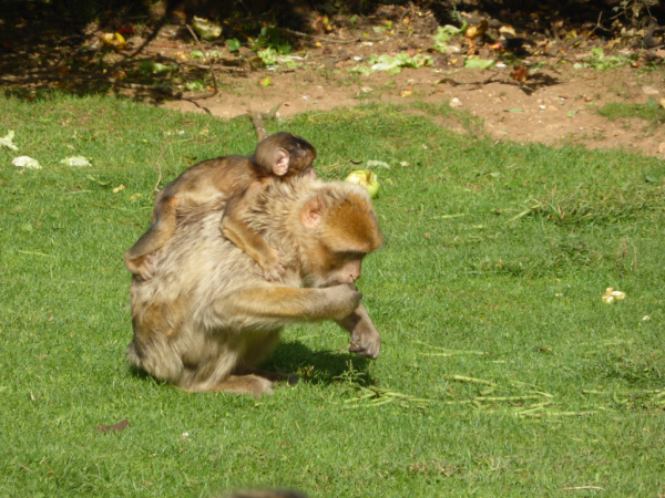 La Forêt Des Singes Parc Animalier Et Aquarium