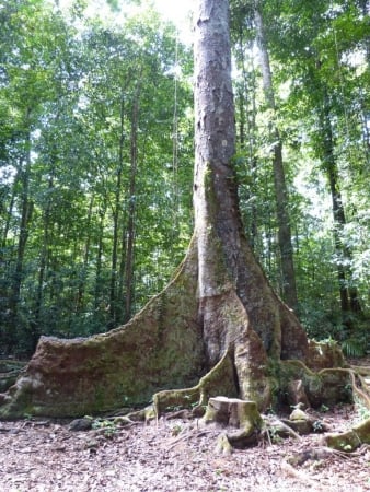 Montagne Des Singes Artisanat Naturel Kourou 97310