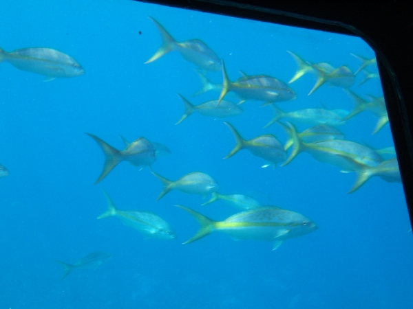Beaucoup de poissons coquins datant
