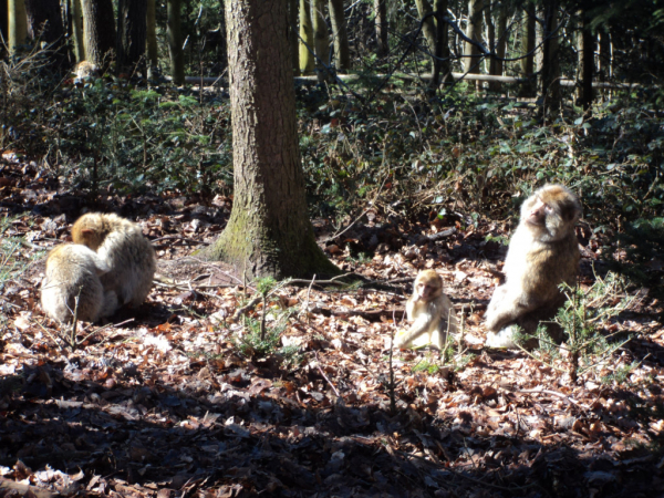 La Montagne Des Singes Parc Animalier Et Ferme Kintzheim