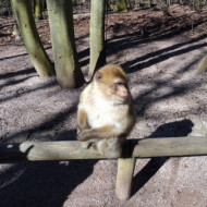 La Montagne Des Singes Parc Animalier Et Ferme Kintzheim