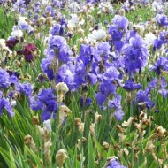 Jardin d iris