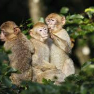 La Montagne Des Singes Parc Animalier Et Ferme Kintzheim