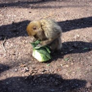 La Montagne Des Singes Parc Animalier Et Ferme Kintzheim