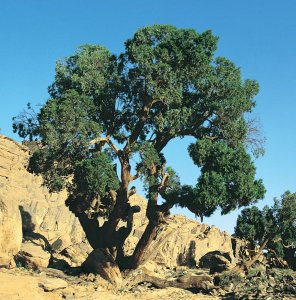 Plateau du Tassili N'Ajjer