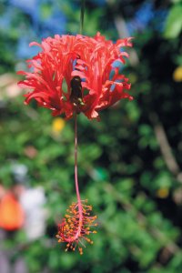 Mayotte est également appelée l'île aux parfums.