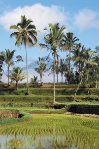 Rizières de l'île de Bali.