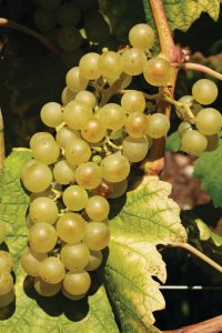 Grappe de raisin provenant des vignobles de Lavaux.