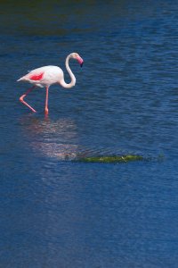 Flamant rose - Etang d'Ingril