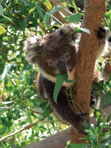 Petit koala.