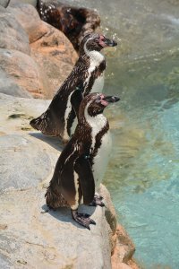<p>Pingouins de l'aquarium de Shimonoseki.</p>
