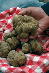 Panier de truffes fraîches