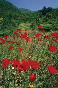 Coquelicots au printemps